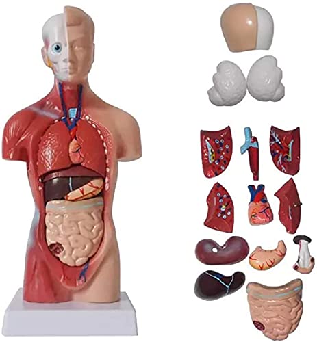 Modelo de anatomía del Cuerpo del Torso Humano, maniquí médico de exhibición Desmontable con 15 Piezas de órganos internos, Modelo anatómico de Material de PVC